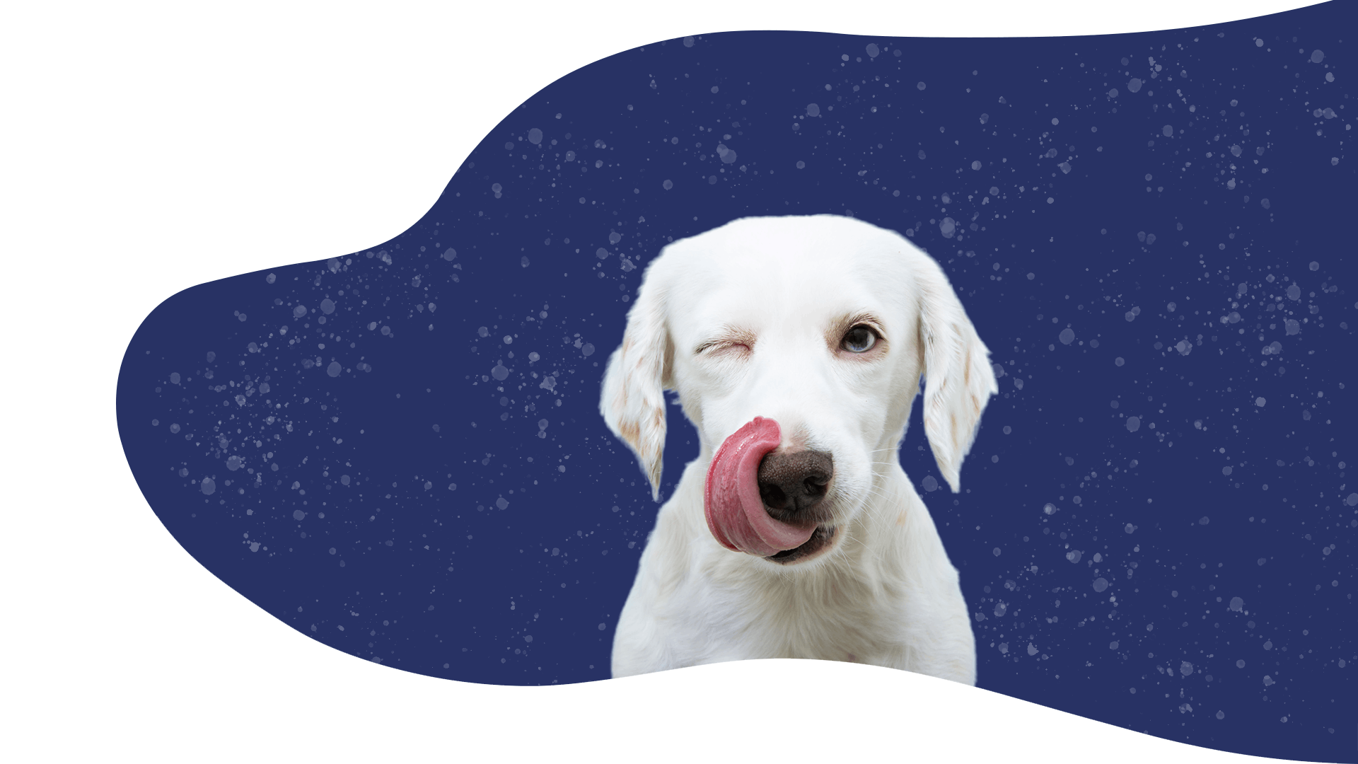 Accueil Langue de chien Éducation canine EureetLoir (28)